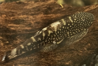 gastromyson ctenocephalus